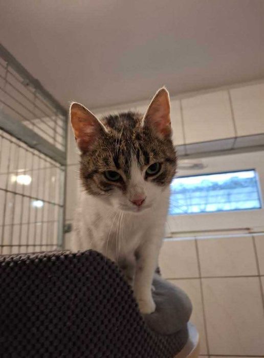 Verona o oryginalnym futerku czeka na dom w częstochowskim schronisku