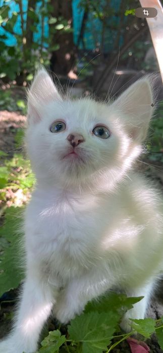 Котики шукають дім