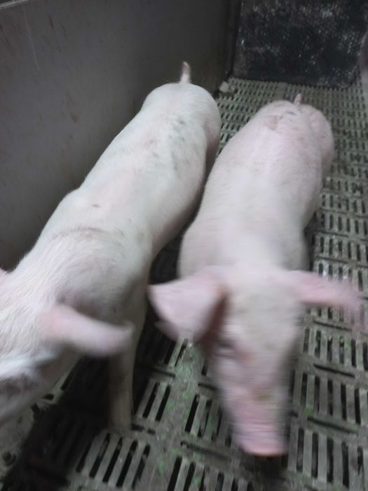 Продам поросята  відлучені