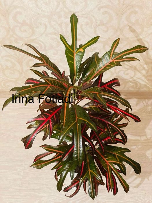 Надлишки колекційних кротонів EXETER (ексетер)