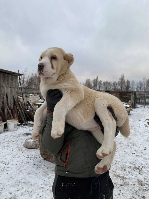 Среднеазіатська вівчарка