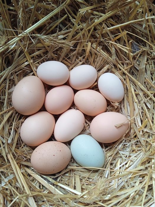 Wiejskie jajka od kur z wolnego wybiegu