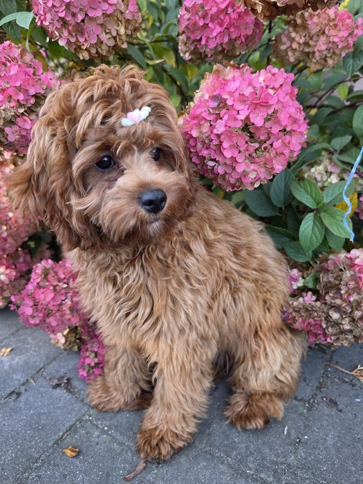 Sunia cavapoo f1