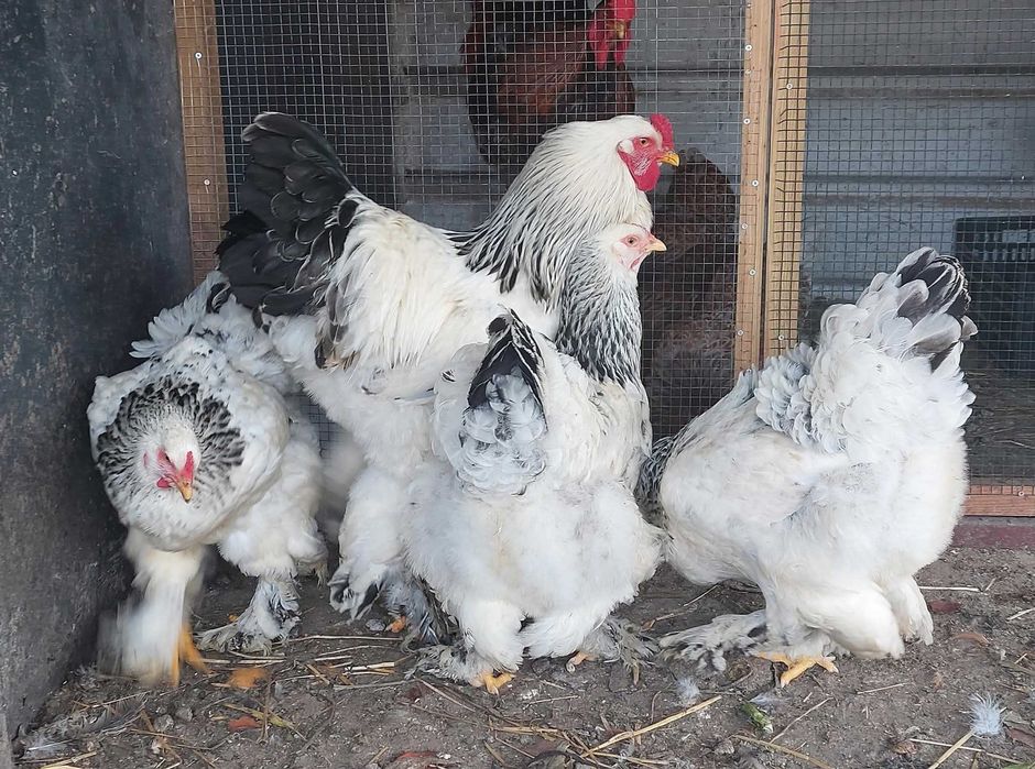 Ovos galados/ férteis de brahma e wyandotte