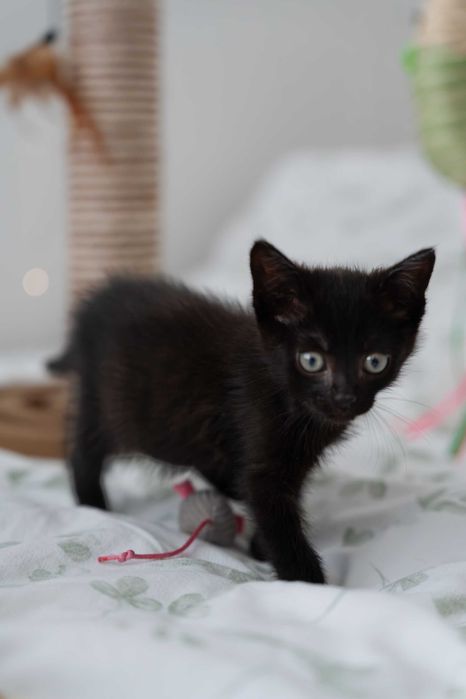 Kokosik i Śliweczka do adopcji