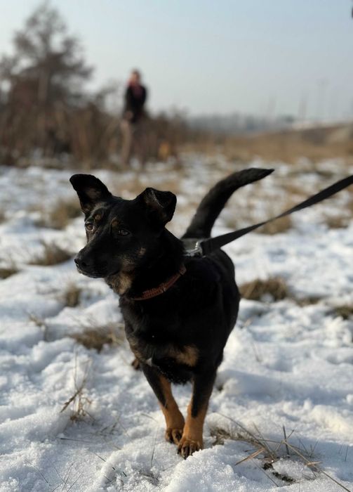 Lidzia - czuła i proludzka sunia szuka domu tymczasowego!