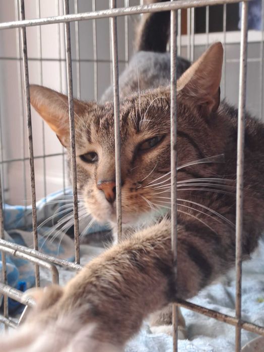 Zostań domem tymczasowym dla kota / kotków