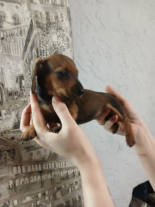 Чистокровные щенки таксы