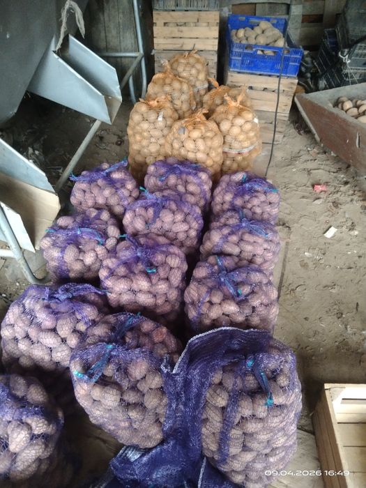 Sprzedam ziemniaki Marabela