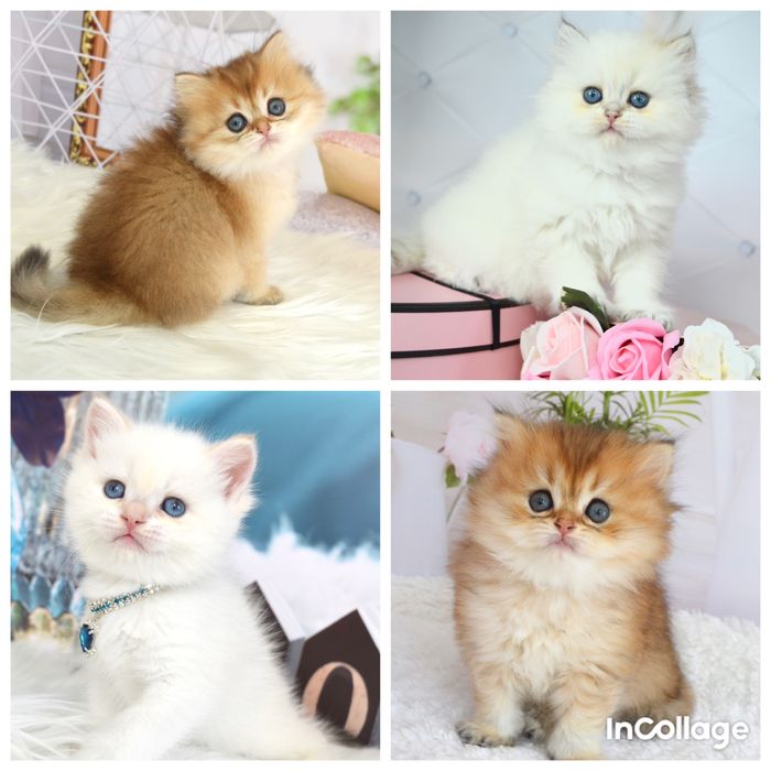 Британські котята золота шиншила//золотая шиншилла/ поинт