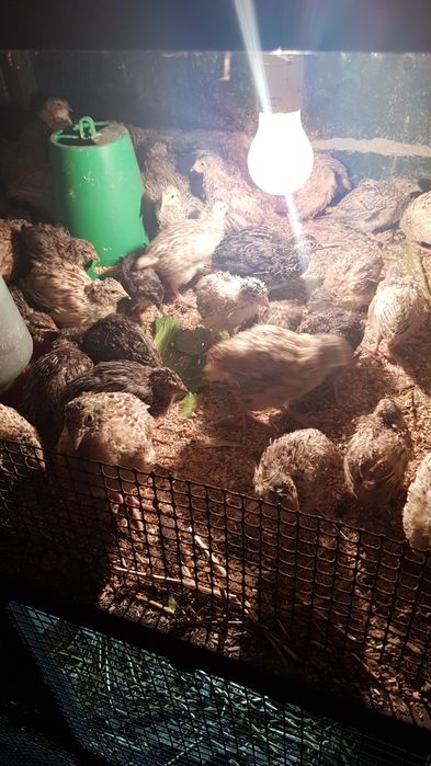 Vendo codornizes e ovos de codornizes galados