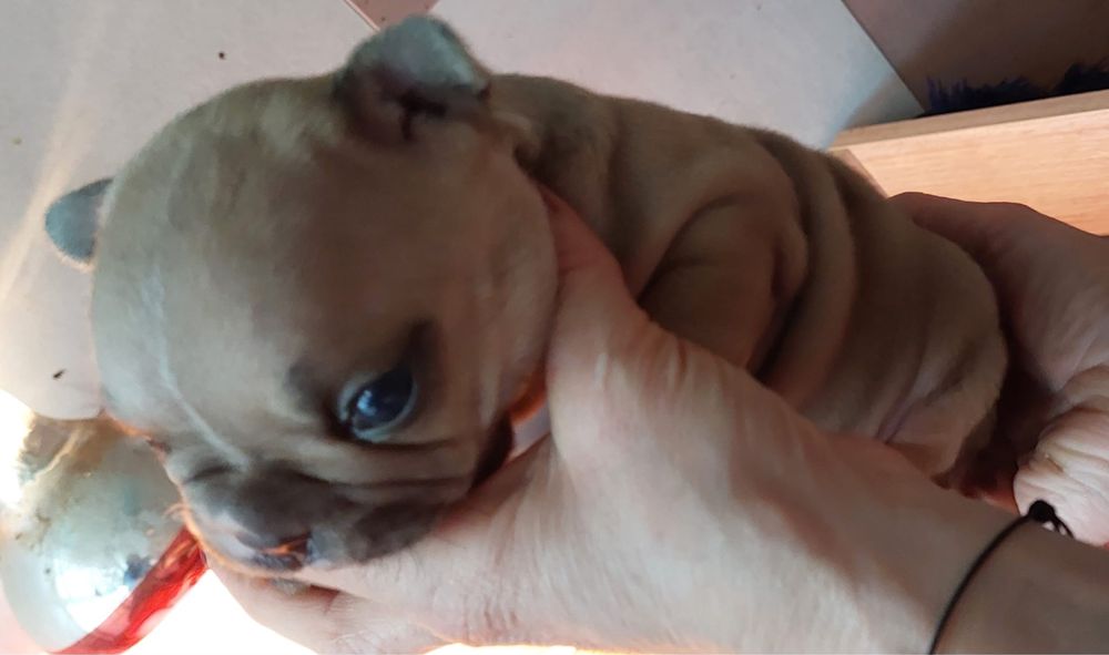 Bulldog francês bebé