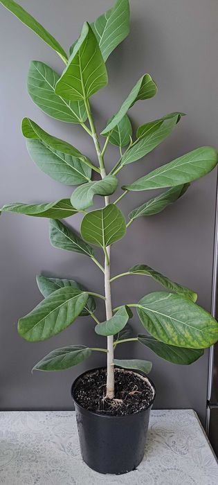 Фикус Бенгальский Одри Фікус Бенгальський 100 см