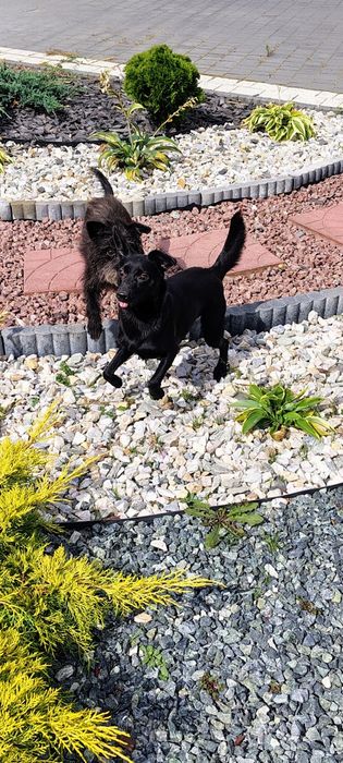 Oddam suczkę w dobre ręce za darmo