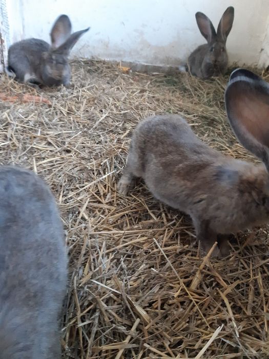 Króliki olbrzymy belgijskie