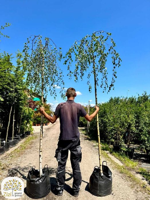 Brzoza płacząca Youngii na pniu 220cm, obwody 6-14cm, parasolowata korona