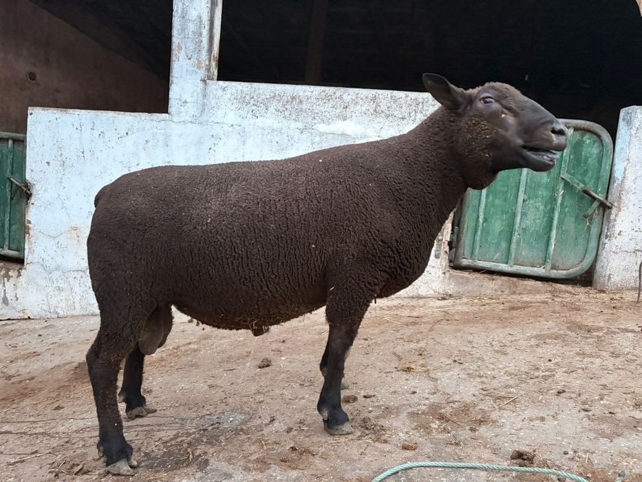 Vendo o meu carneiro