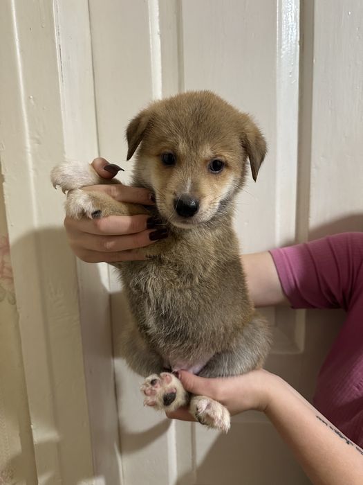 Щенки Акита-ину