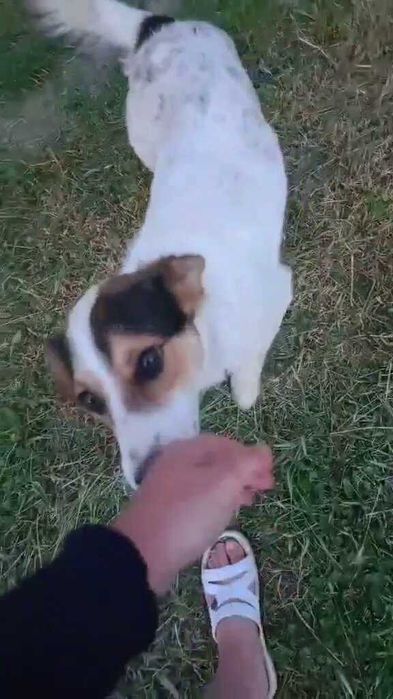 Пес кастрирован, можем привезти! Беляевка