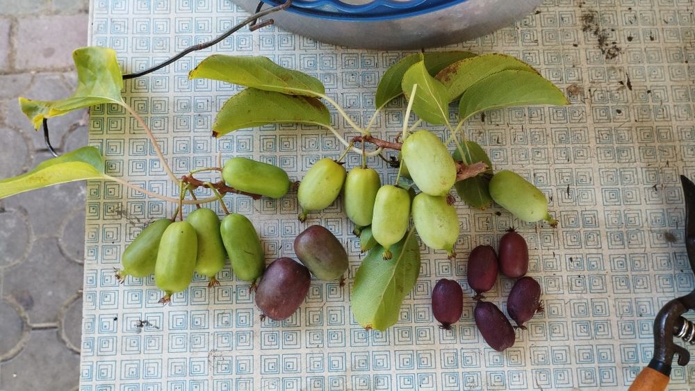 Маракуя Азимина актинідія  акебія