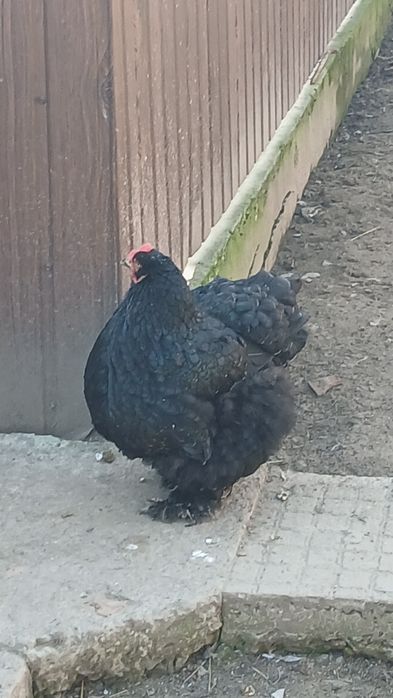 Яйця інкубаційні породи Брама.