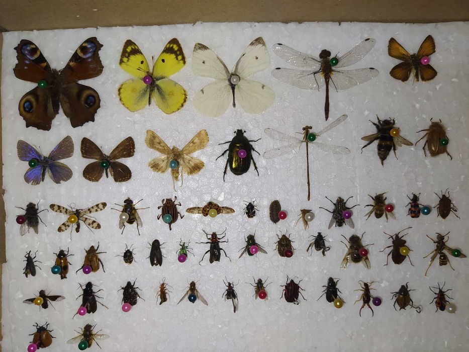 Комахи ентомологічна колекція для студентів та учнів