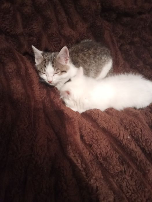 Одам обох в сім'ю