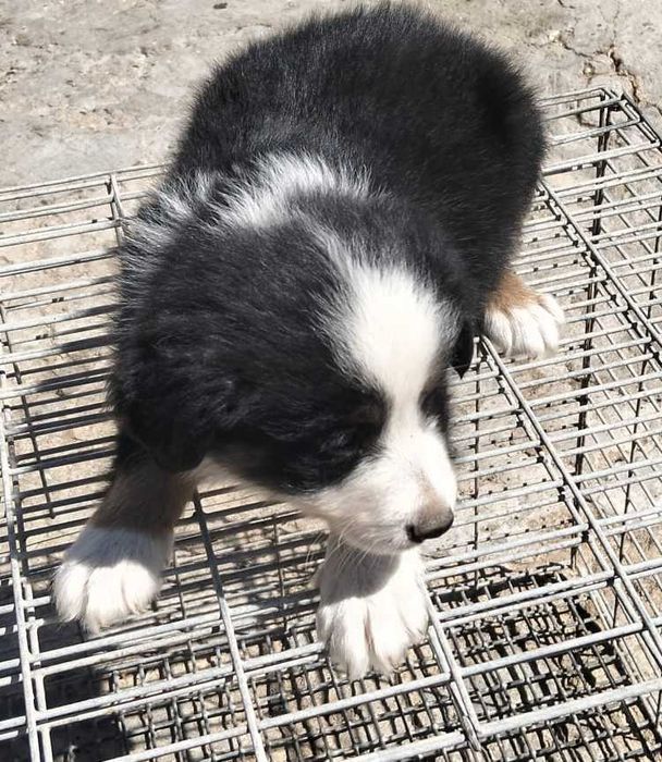 Menino Border collie tricolor