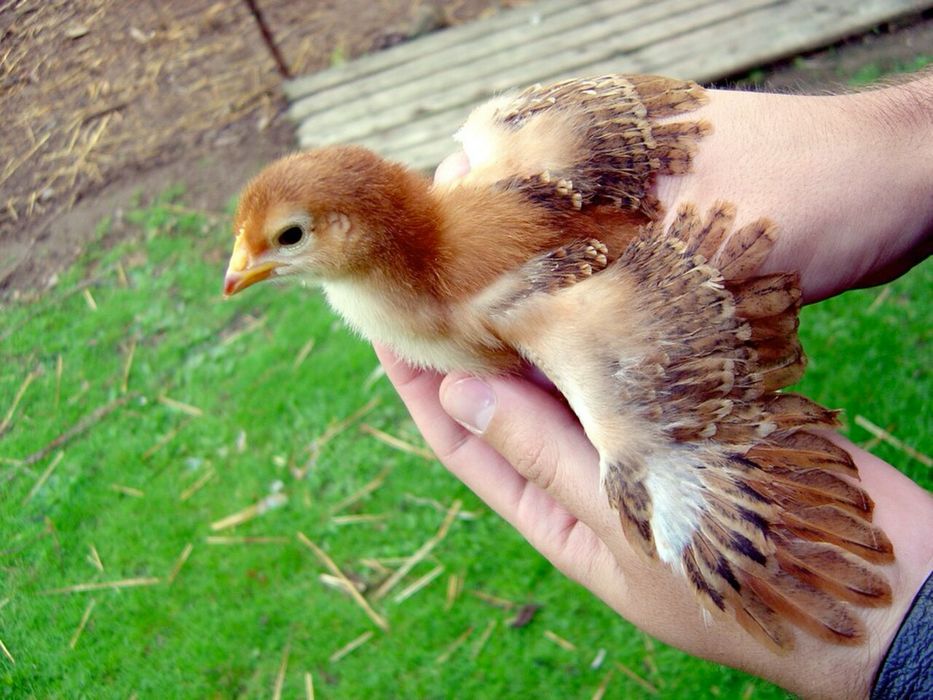 Ovos Férteis para Incubação – Rhode Island Red