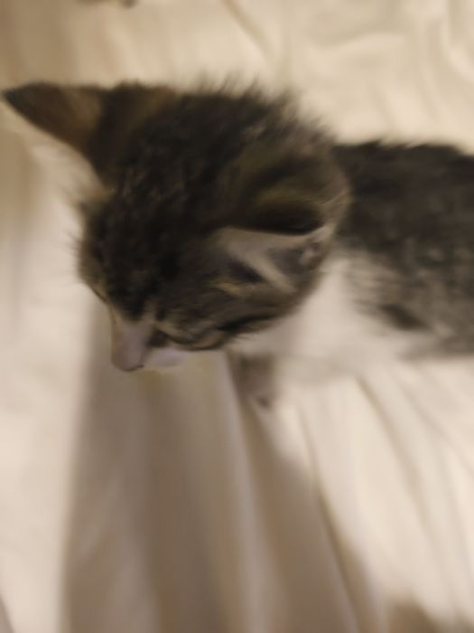 Gatinha para doação tem 2 meses e 1 semana