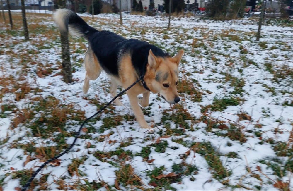 Podaruj dom dla psa w potrzebie