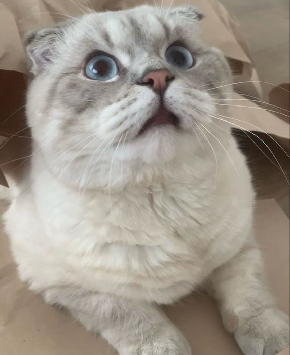 Вязка котів scottish fold