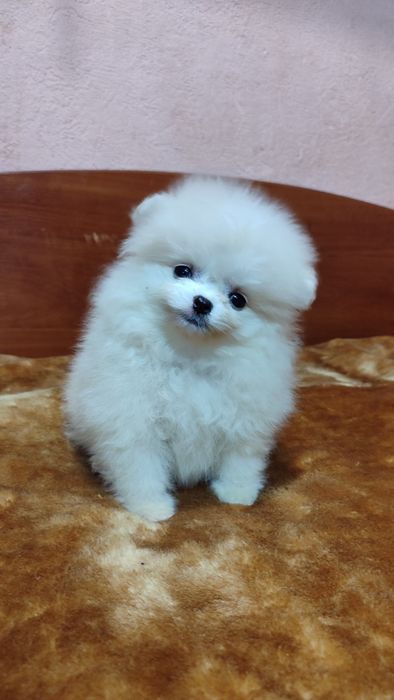 Круті дівчатка та хлопчики померанські шпіци у типі Мішки!