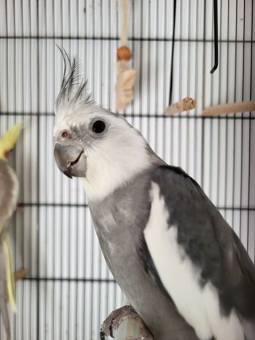 Últimas Caturra bebé muito mansa  – Pinhal Novo