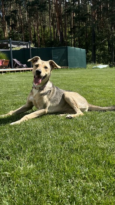 Найкраща собаня-друг