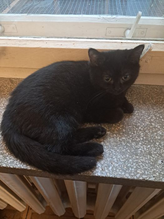 Oddam kotki w typie brytyjskim