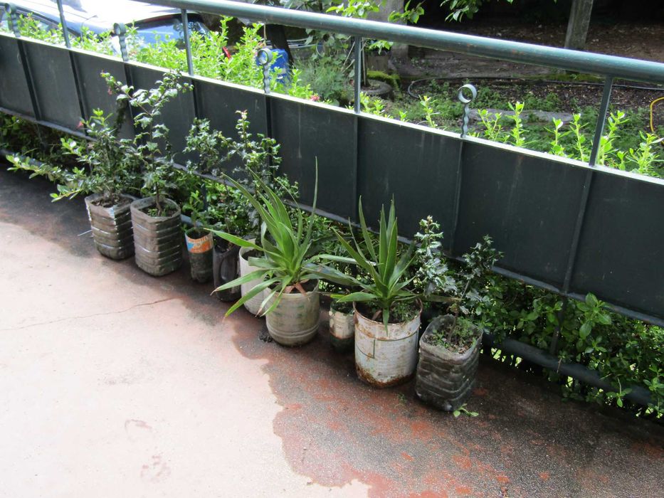 plantas de jardim