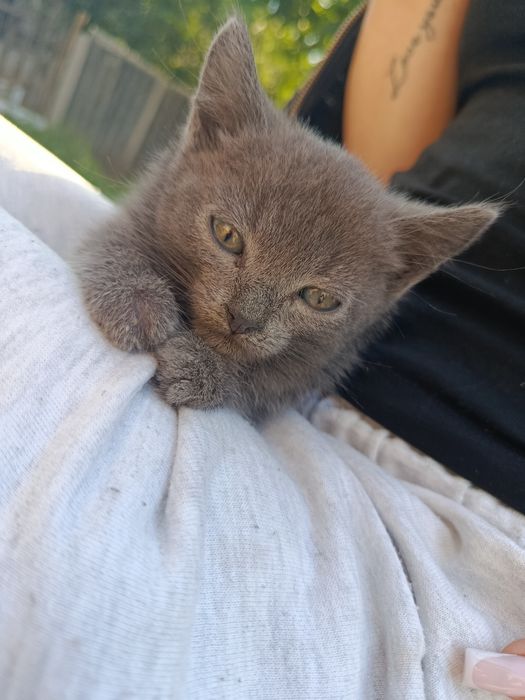 котики у добрі руки