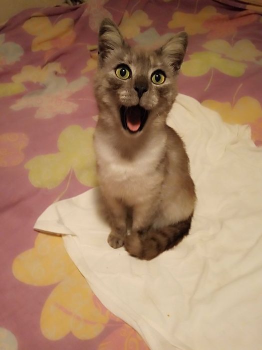 подарую кицьок стерилізованих