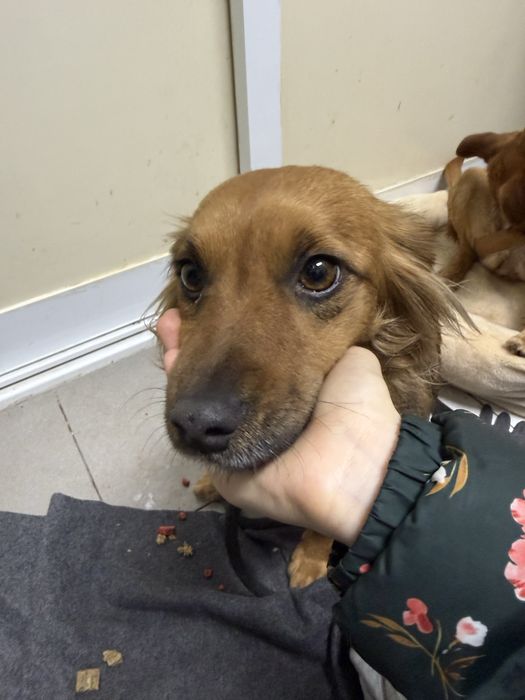 Ariel, cadelinha com 2 anos porte pequeno para adoção responsável