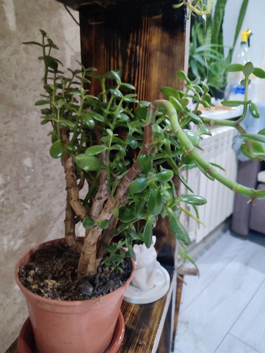 Товстянка або Красула