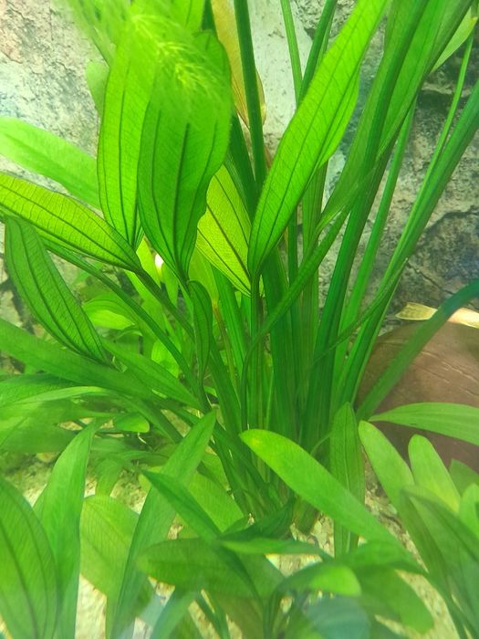 Ехінодорус/анциструси