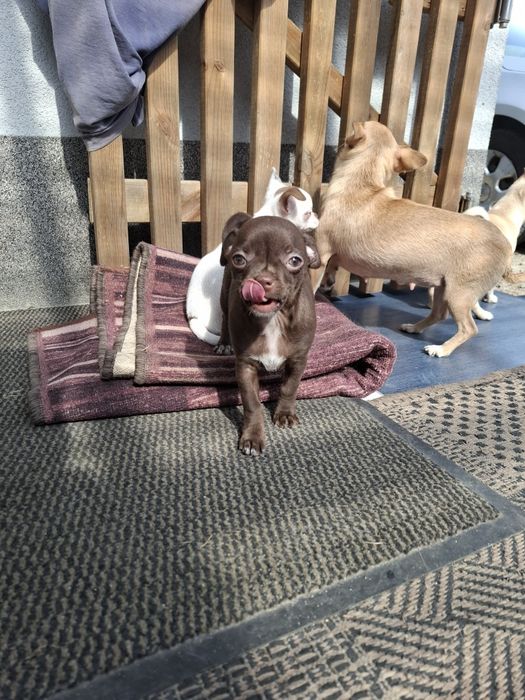 Chihuahua piesek mini