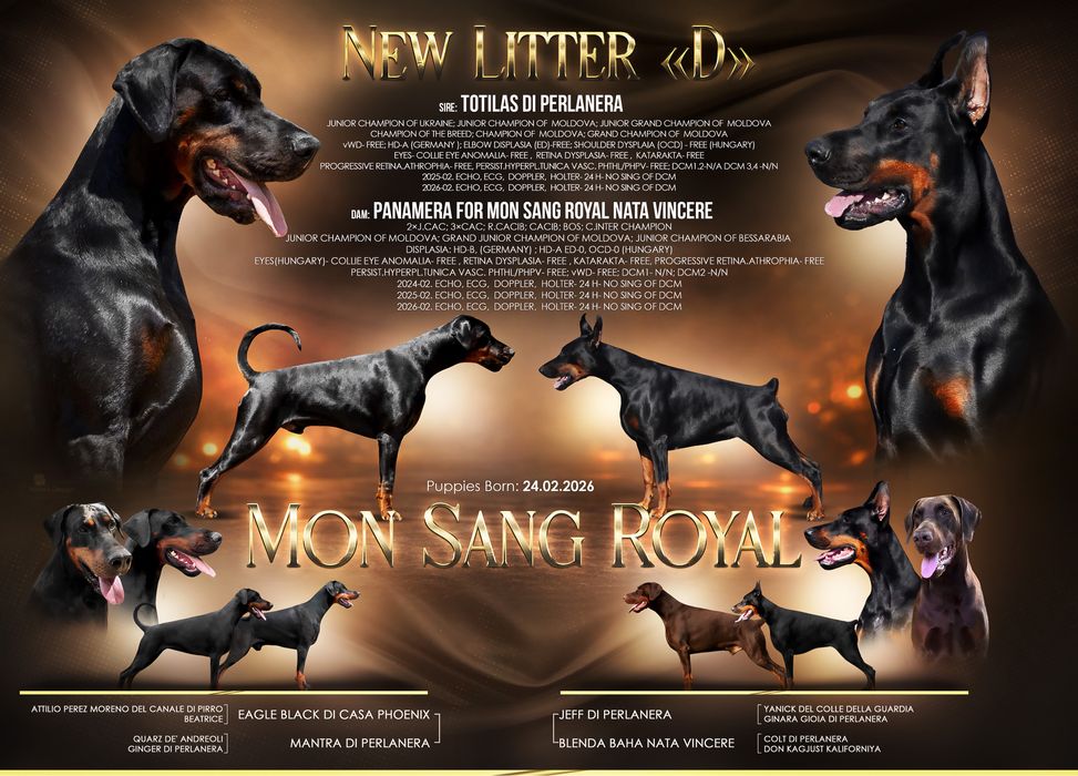 Премиум щенок добермана