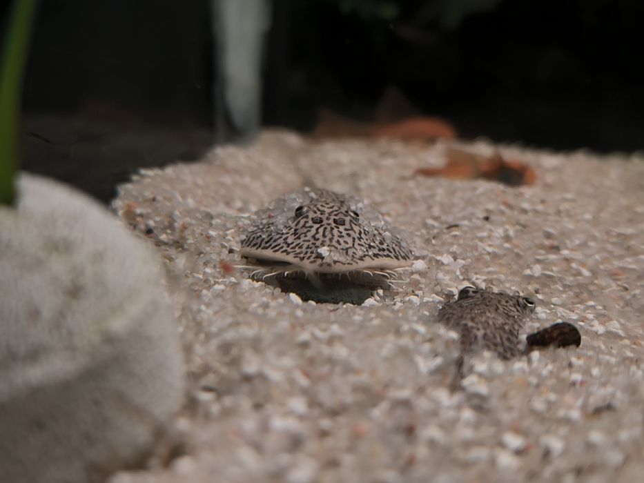 Aphitanos Real Venezuela