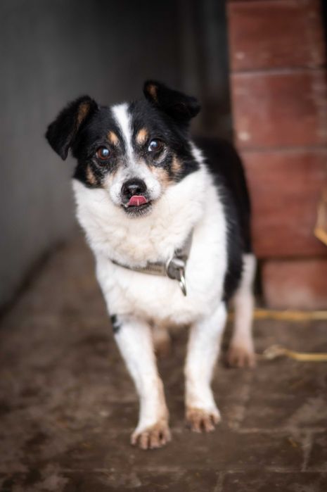 Malutki Pixel – 6 kg lęku i nadziei, który czeka na ratunek