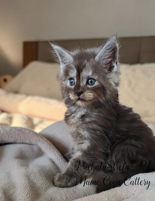 Maine  Coon rodowód Fife Fpl
