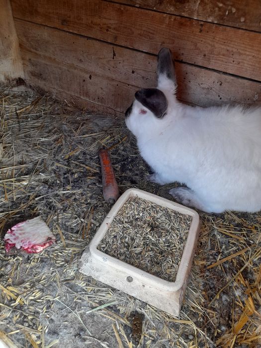 Kalifornijski czarny