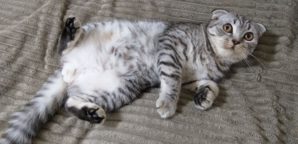 Шотландец . Вязка.