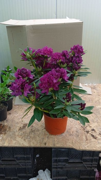 Рододендрон ! Червоний , фіолетовий , біло-рожевий , малиновий.